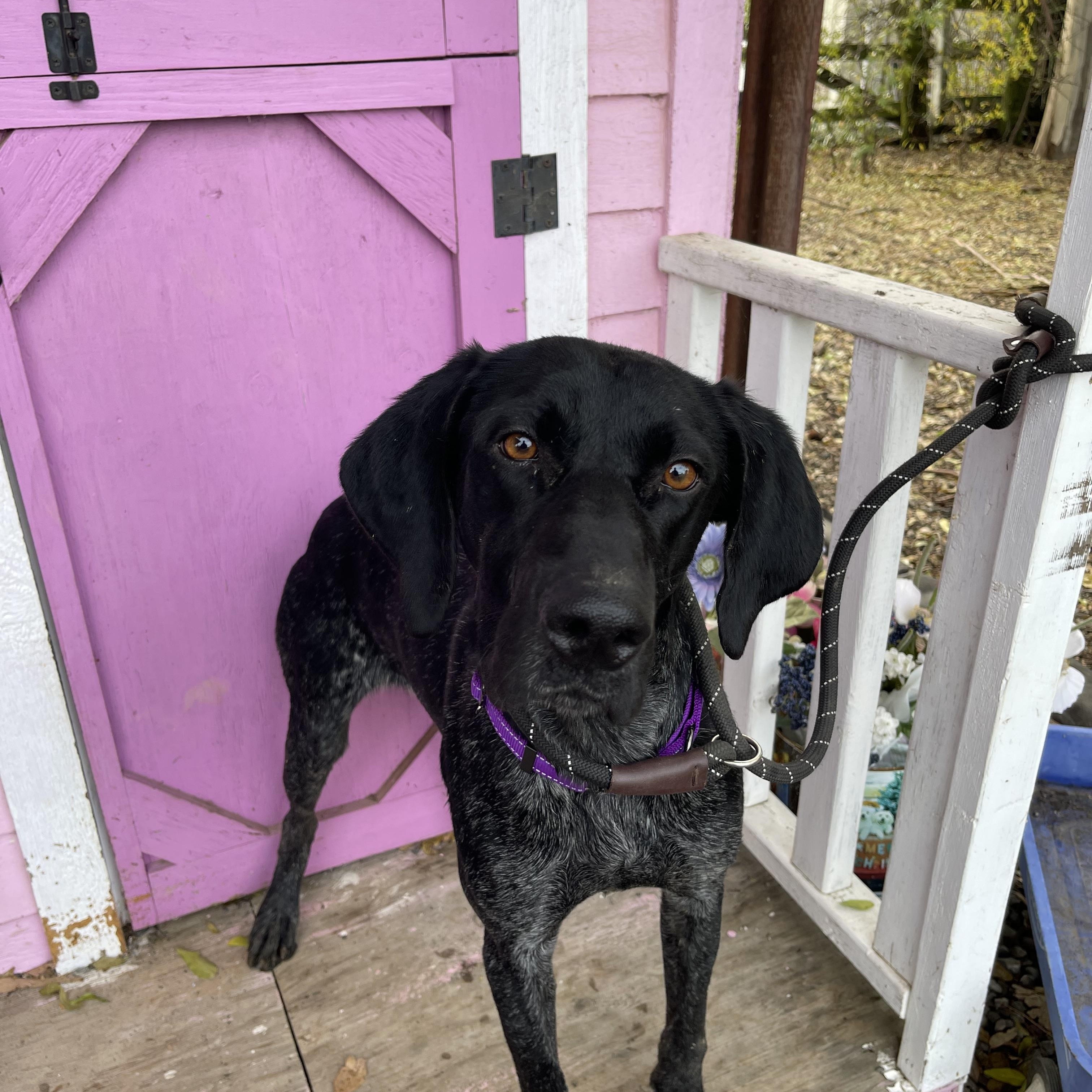 Enlarge Hennesey, an adopted German Shorthaired Pointer in Vacaville, CA image 5/6