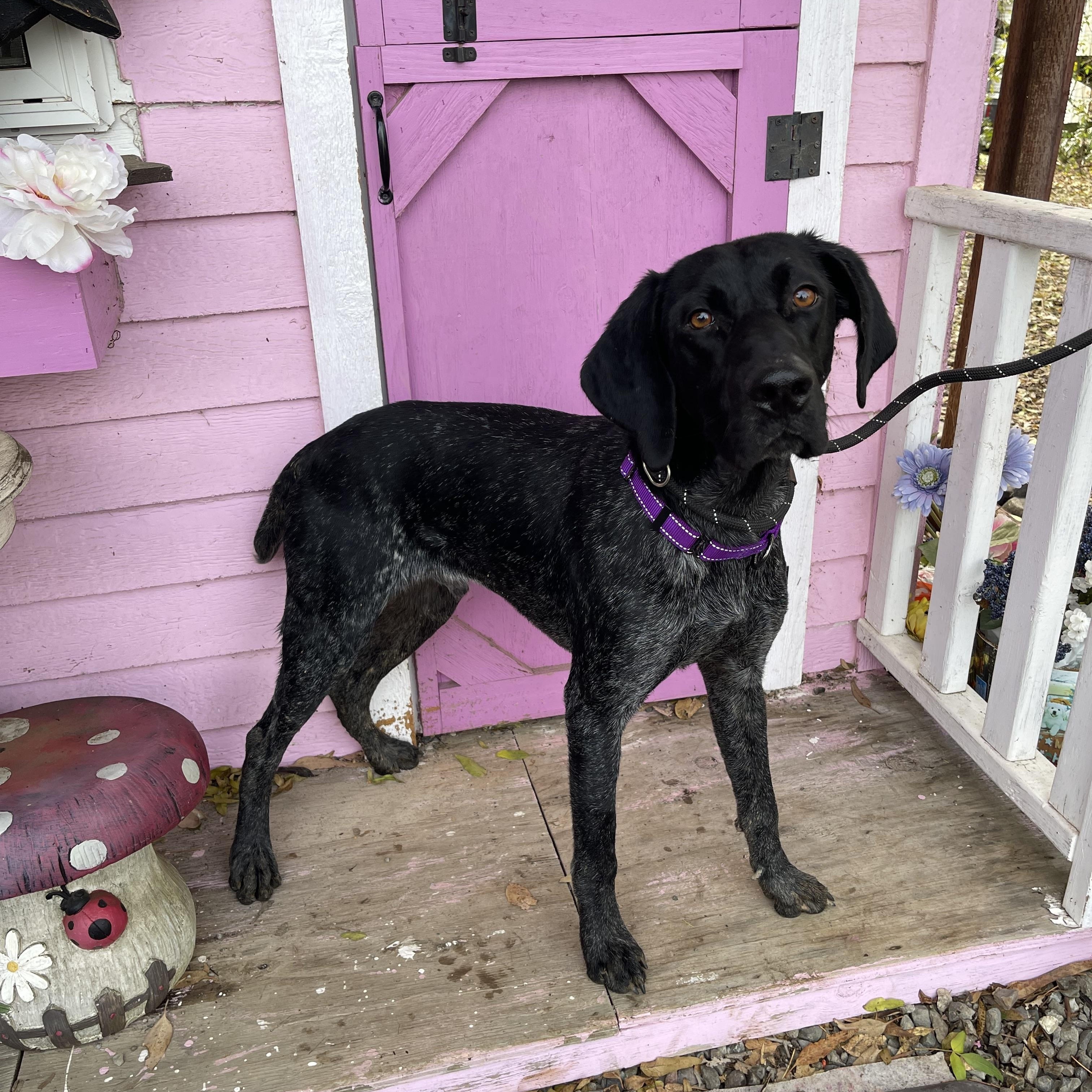 Enlarge Hennesey, an adopted German Shorthaired Pointer in Vacaville, CA image 1/6