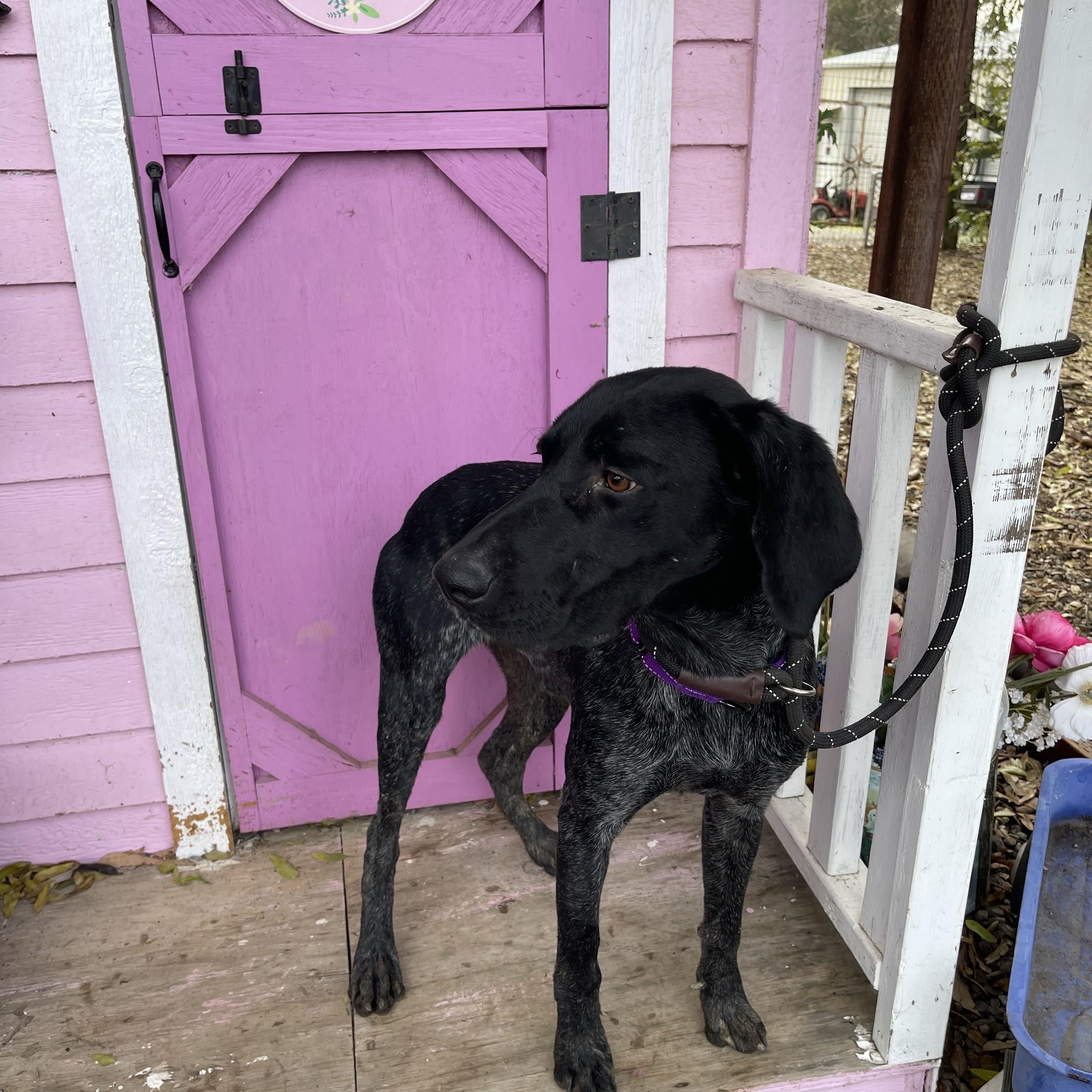 Enlarge Hennesey, an adopted German Shorthaired Pointer in Vacaville, CA image 6/6