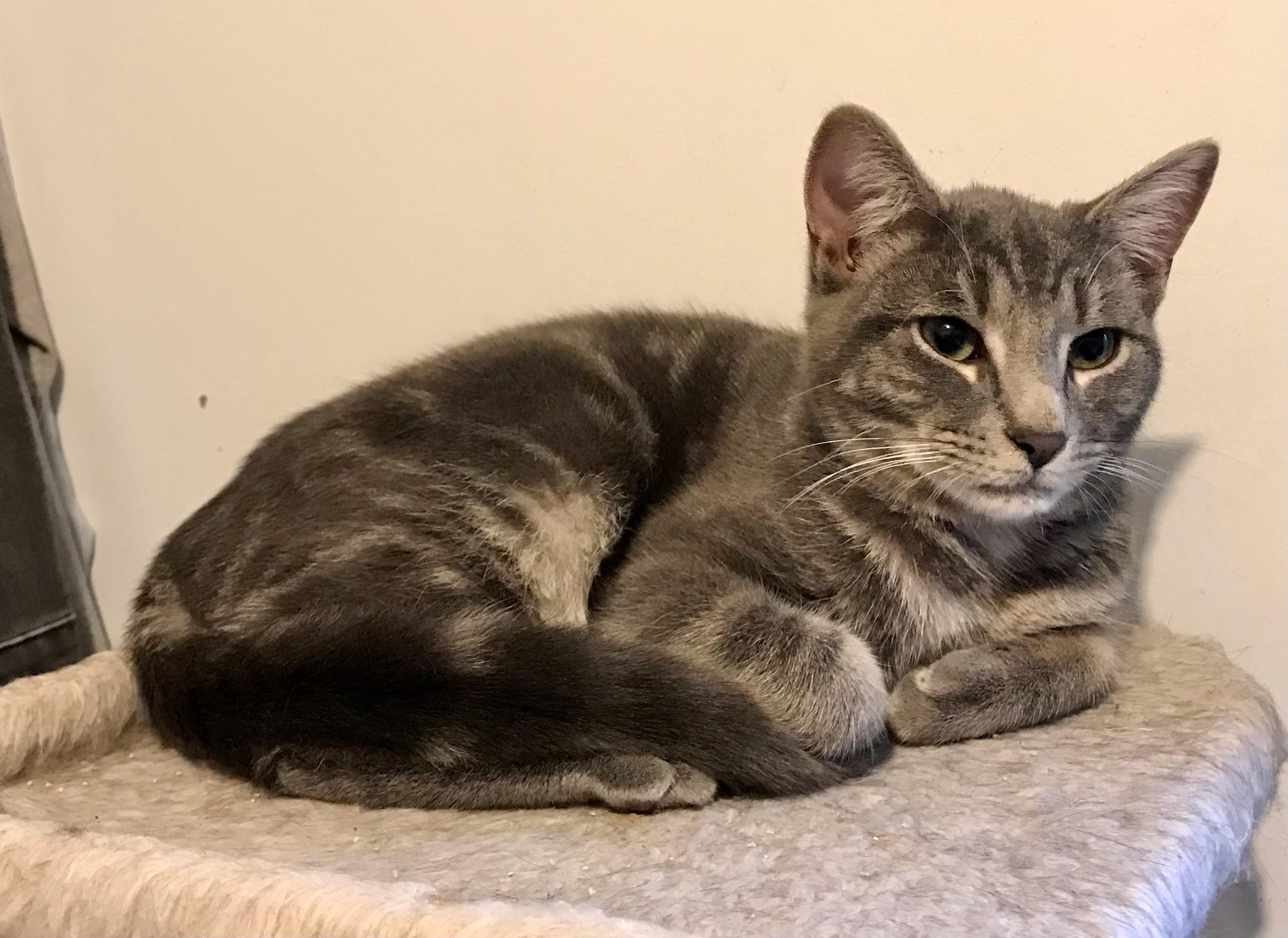 Enlarge Squeek, an adopted American Shorthair in Bennington, VT image 3/3