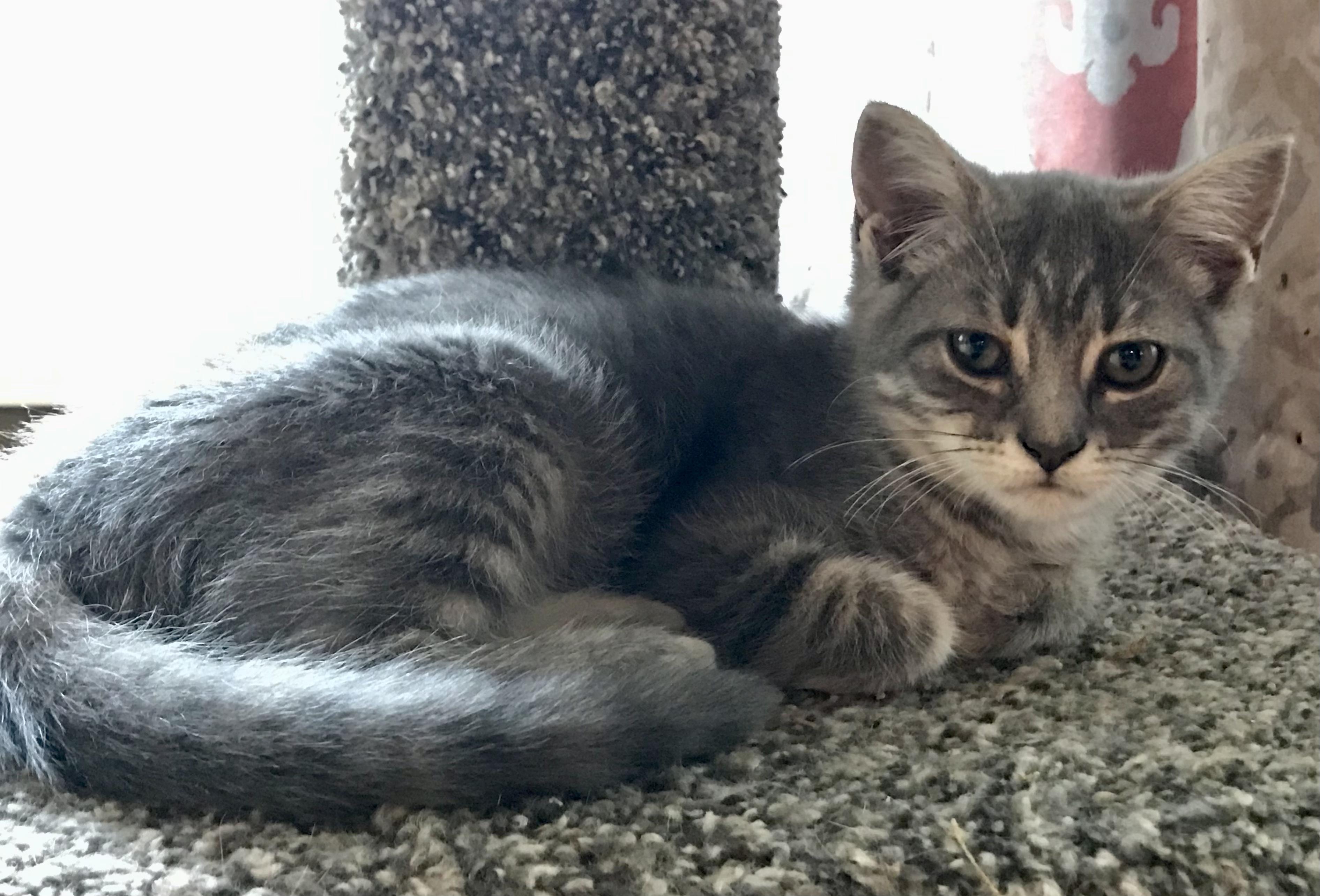 Squeek, Adoptable, Kitten Female American Shorthair.