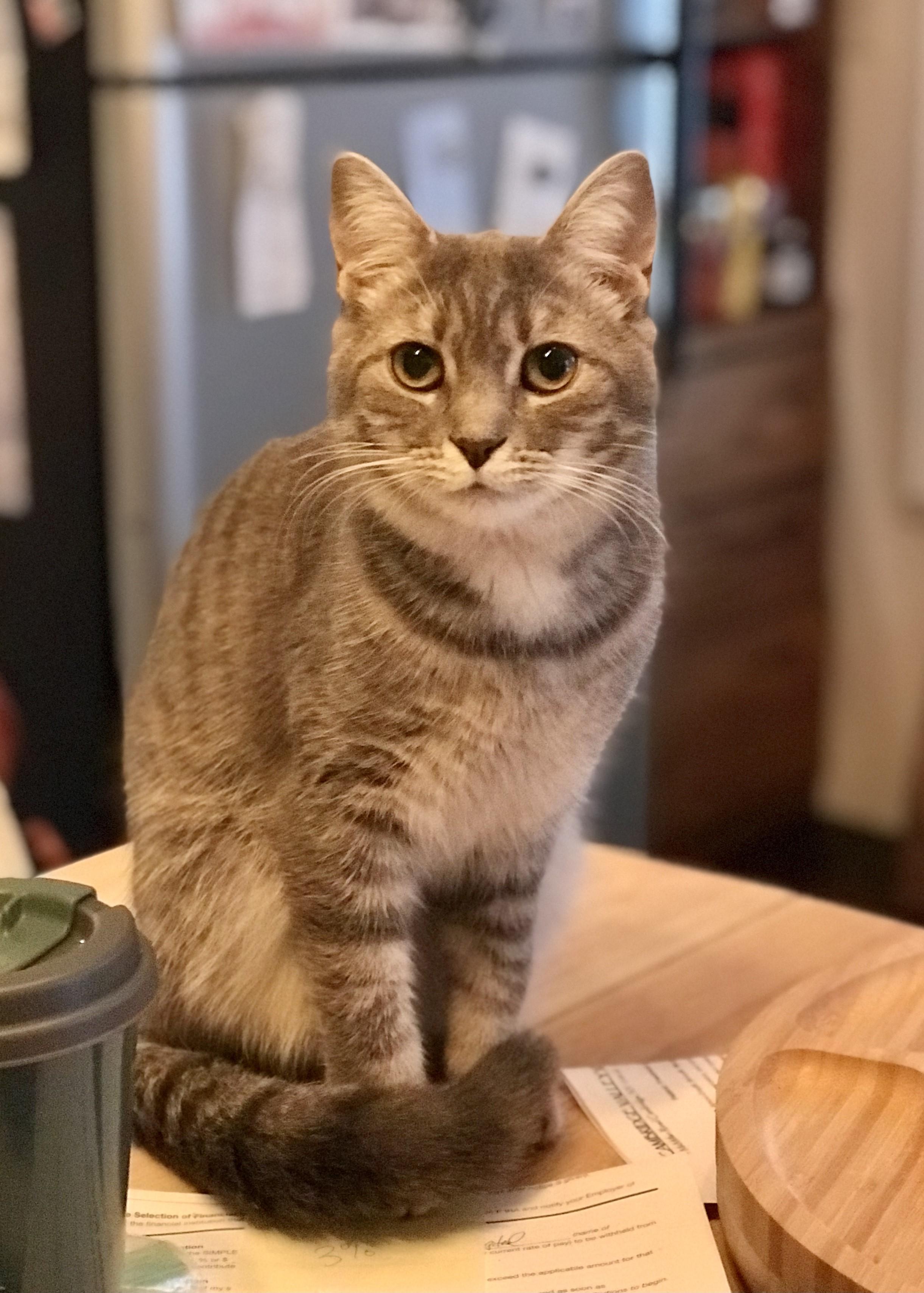 Enlarge Squeek, an adopted American Shorthair in Bennington, VT image 1/3