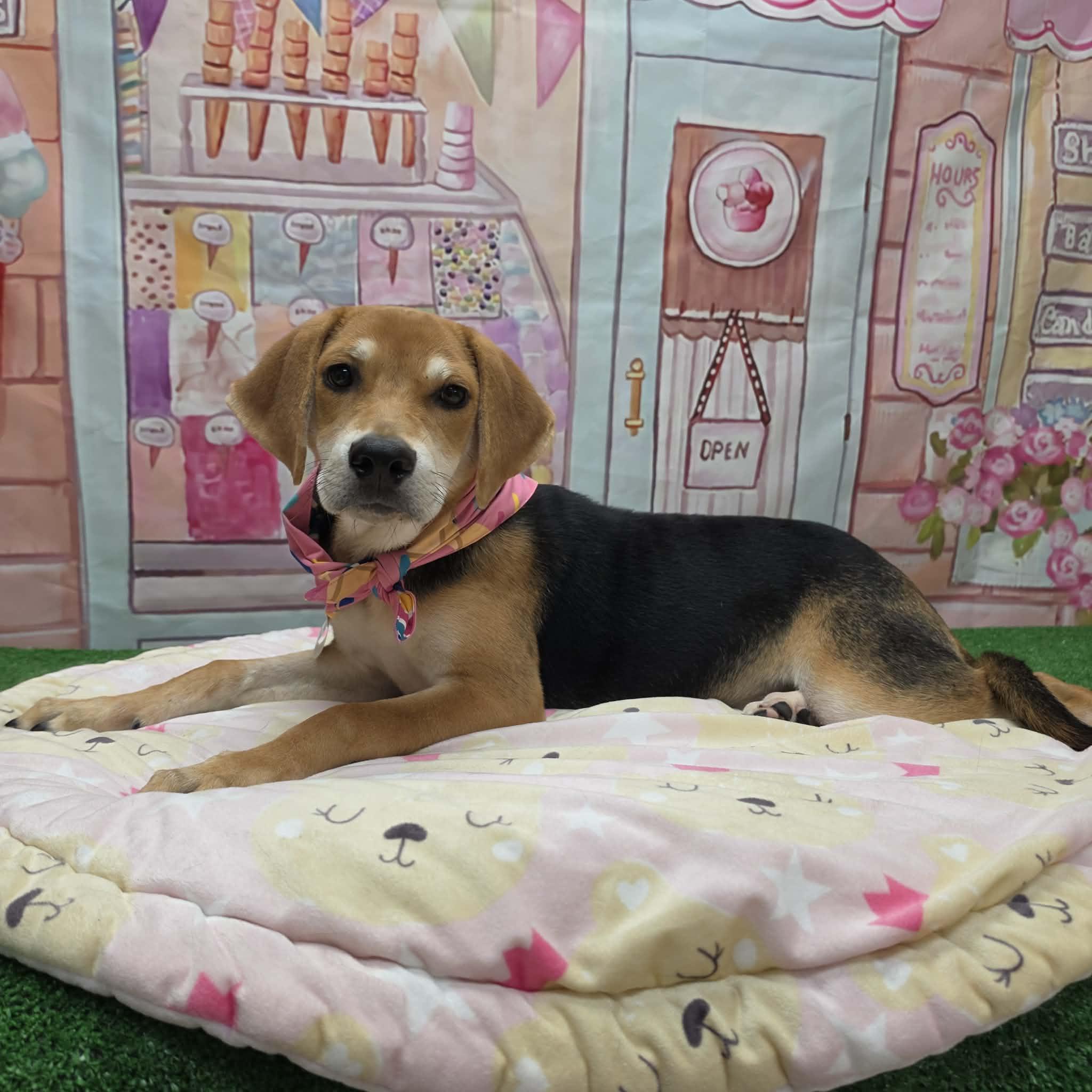Jelly Bean, a ADOPTABLE mixed breed in Statesboro, GA image 6/6