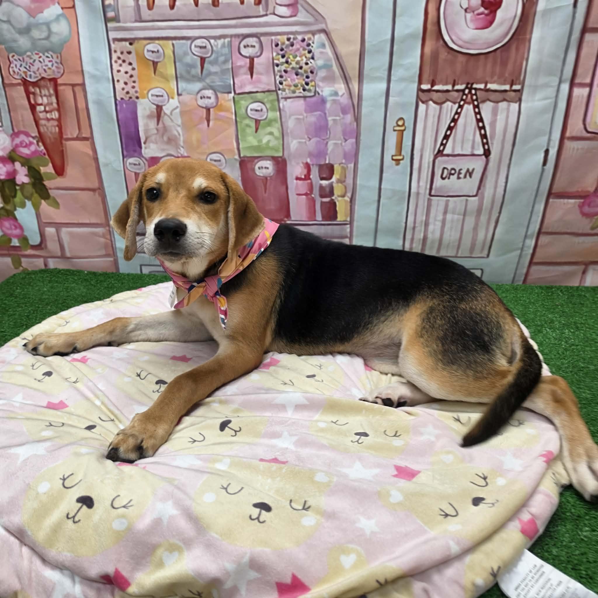 Jelly Bean, a ADOPTABLE mixed breed in Statesboro, GA image 1/6
