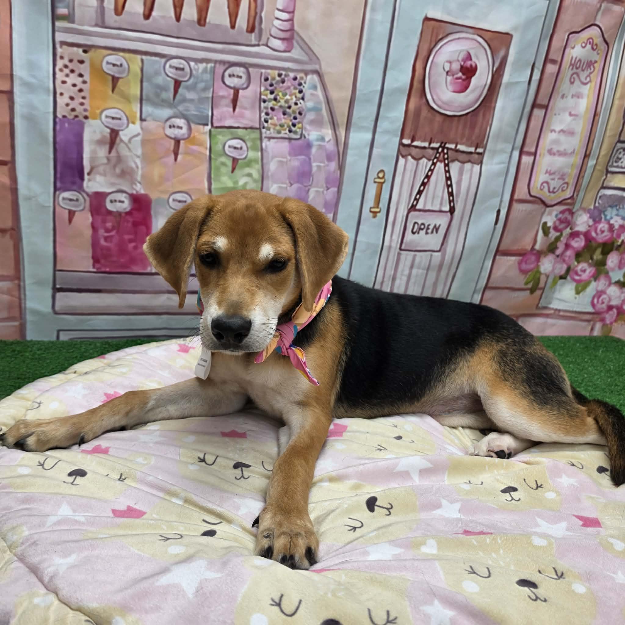 Jelly Bean, a ADOPTABLE mixed breed in Statesboro, GA image 4/6