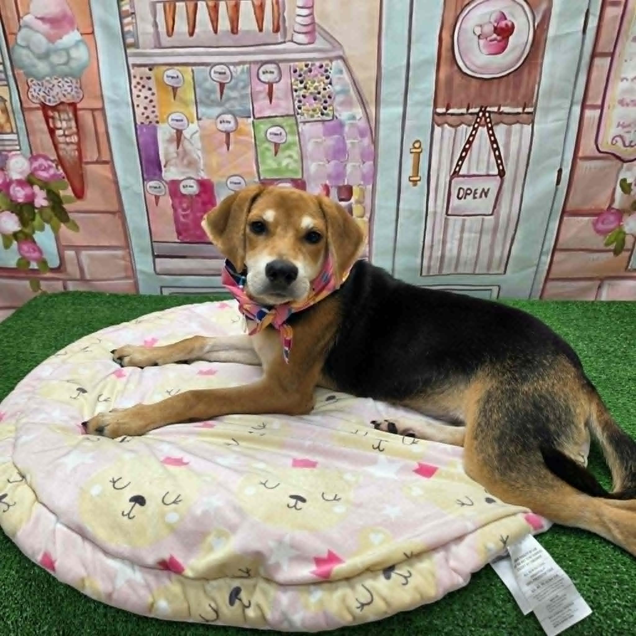 Jelly Bean, a ADOPTABLE mixed breed in Statesboro, GA image 3/6