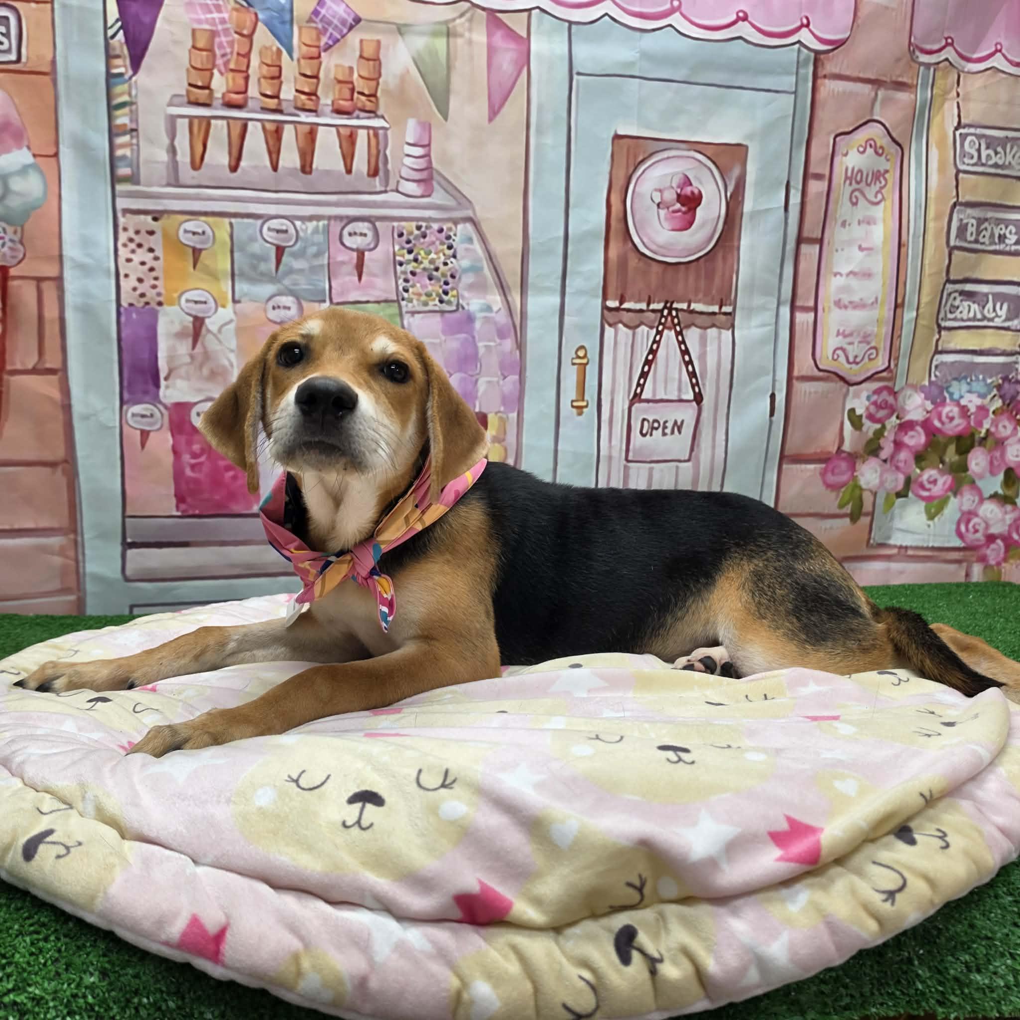 Jelly Bean, a ADOPTABLE mixed breed in Statesboro, GA image 2/6