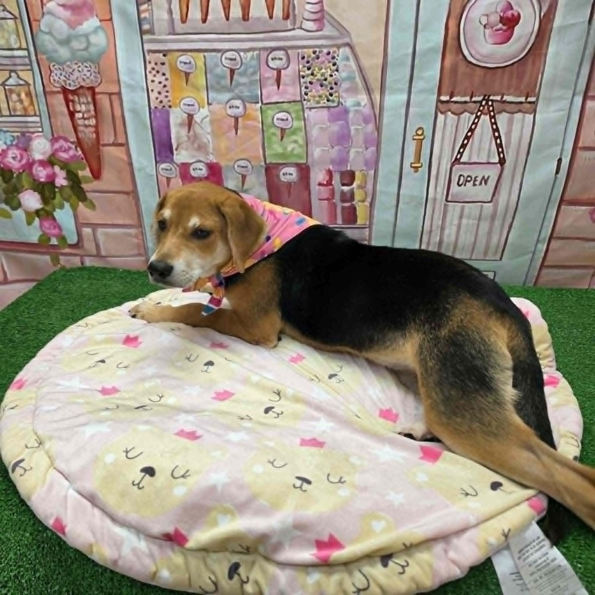 Jelly Bean, a ADOPTABLE mixed breed in Statesboro, GA image 5/6