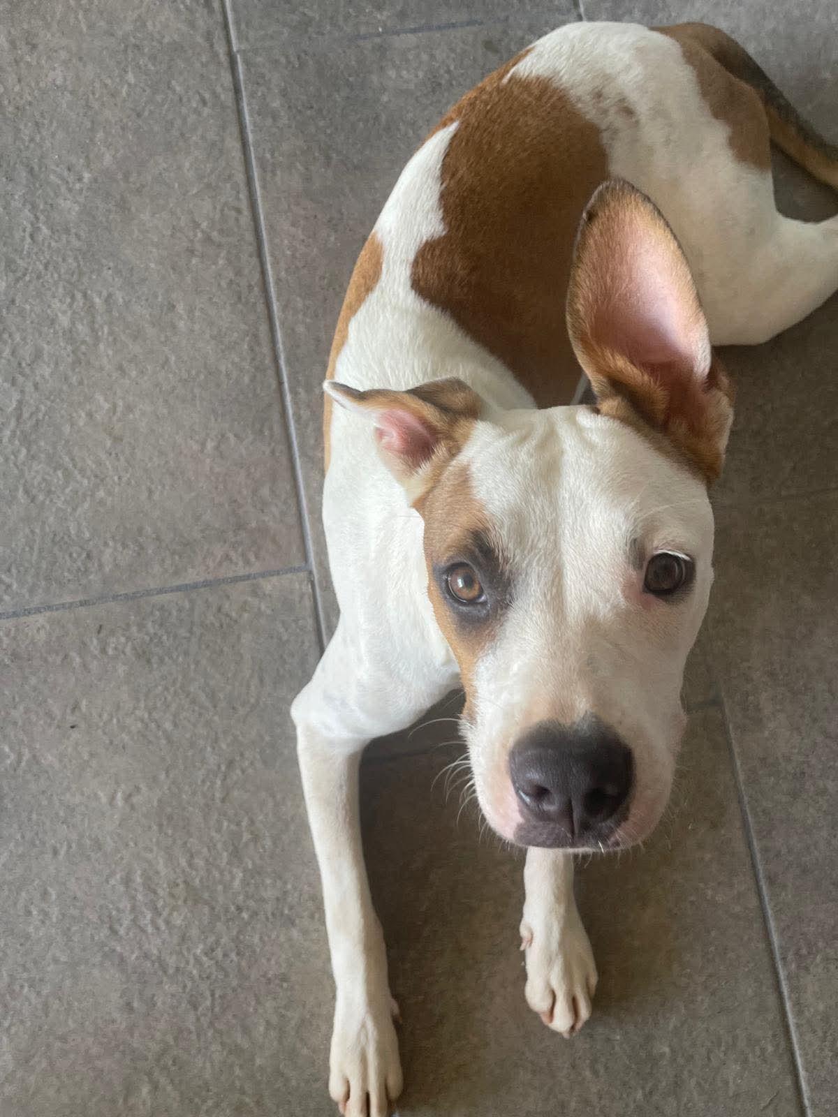 Penelope, Adoptable, Young Female Pit Bull Terrier.
