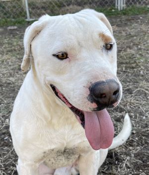 Casper, an adoptable Pit Bull Terrier in Savannah, MO_image-1