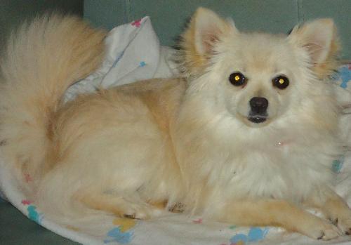Mya. Now 15, sanctuary dog, Adoptable, Senior Female Pomeranian.