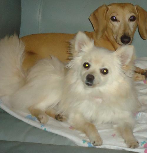 Mya. Now 15, sanctuary dog, a Adoptable Pomeranian in Prague, OK image 2/3