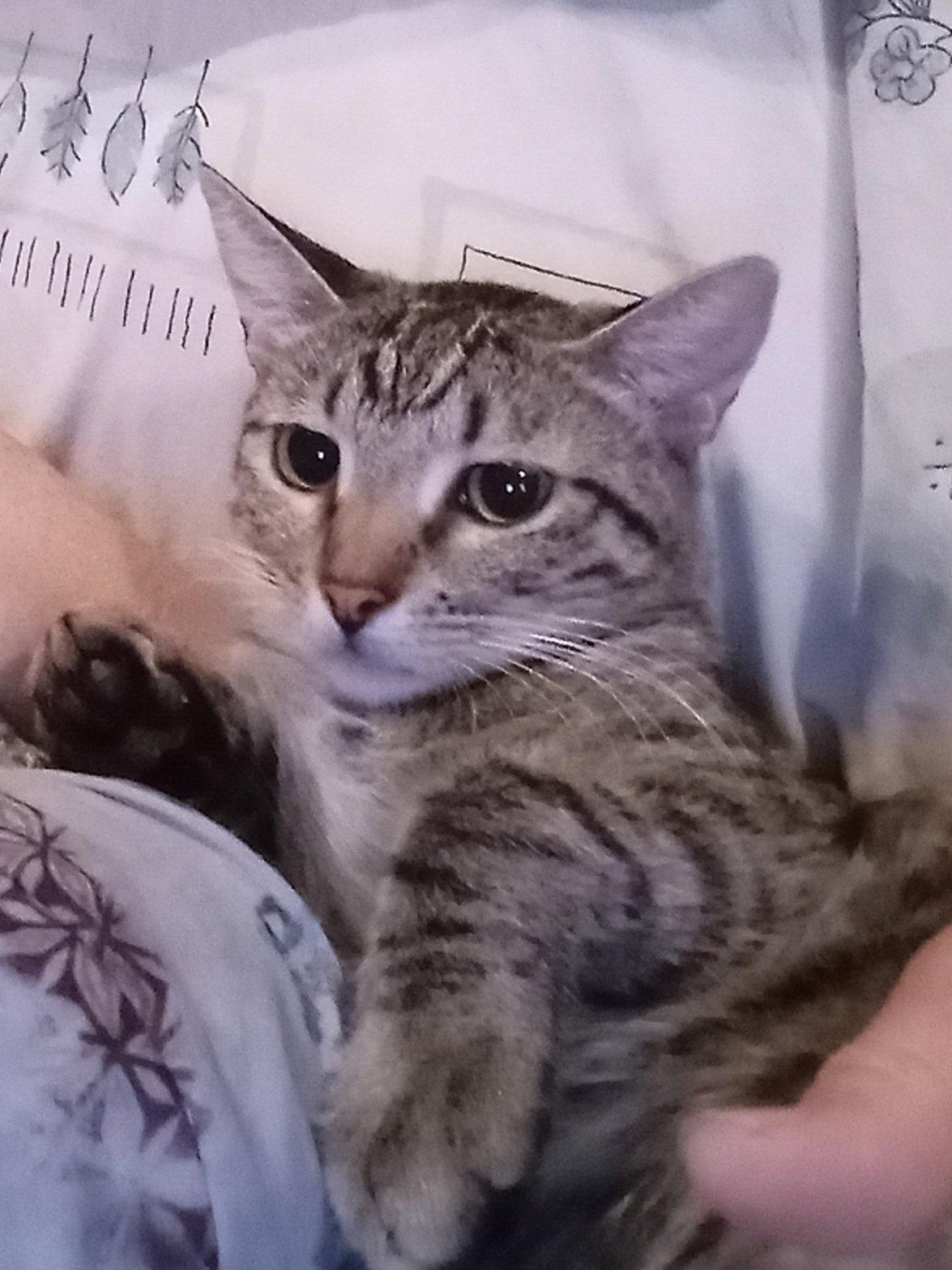 Princess Peach, Adoptable, Young Female Domestic Short Hair.