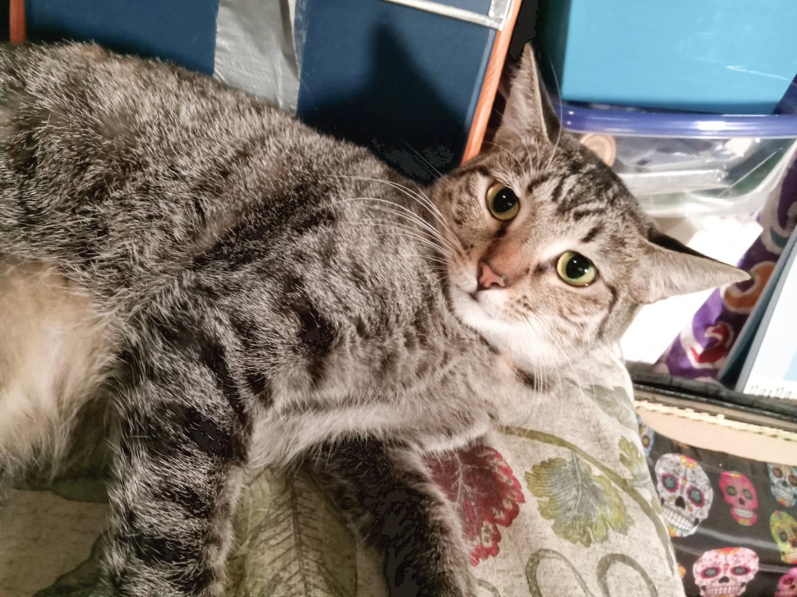 Princess Peach, Adoptable, Young Female Domestic Short Hair.