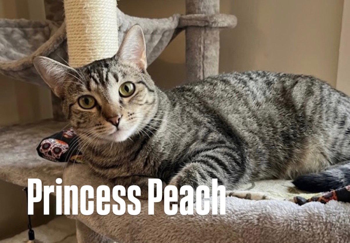 Princess Peach, a Adoptable Domestic Short Hair in Chandler, AZ image 3/3