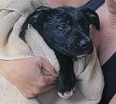 Norman, ADOPTABLE, Puppy Male Pit Bull Terrier & Black Labrador Retriever.
