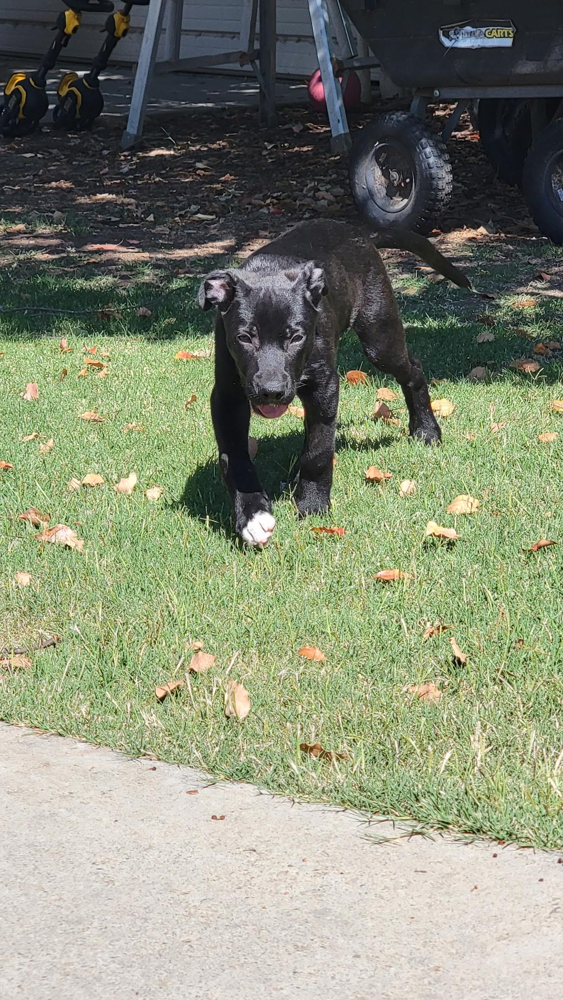 Norman, a ADOPTABLE mixed breed in Lincoln, CA image 2/4