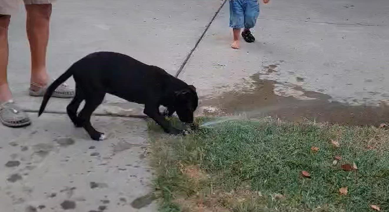Enlarge Norman, a ADOPTABLE mixed breed in Lincoln, CA video 3/4