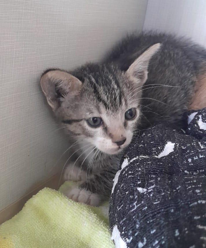Nikita(2), an adoptable American Shorthair in Mexicali, BCN, 21280 | Photo Image 1