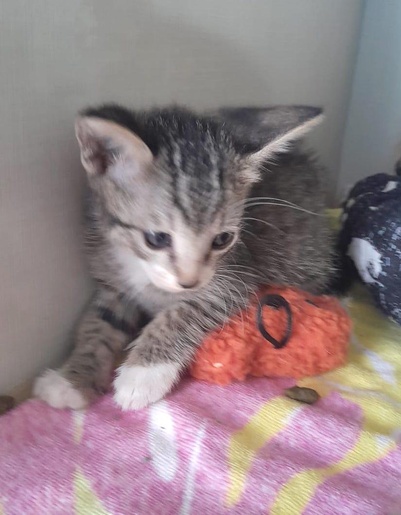 Nikita(2), an adoptable American Shorthair in Mexicali, BCN, 21280 | Photo Image 2