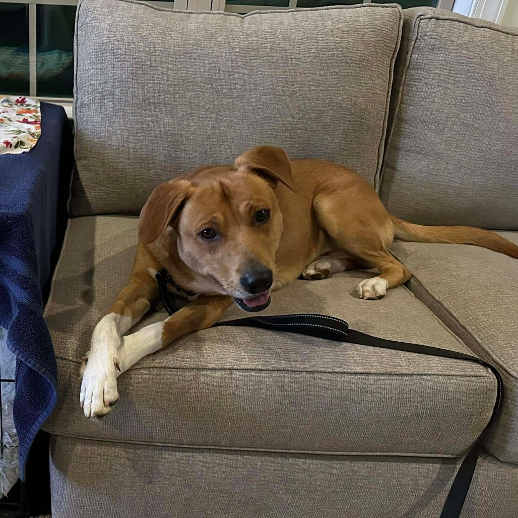 Enlarge Richie, a Adoptable Mixed Breed in Greensboro, NC image 1/5