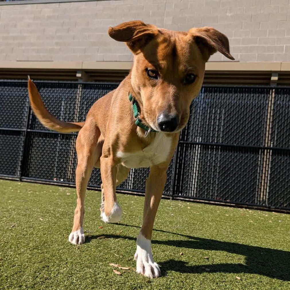 Enlarge Richie, a Adoptable Mixed Breed in Greensboro, NC image 2/5