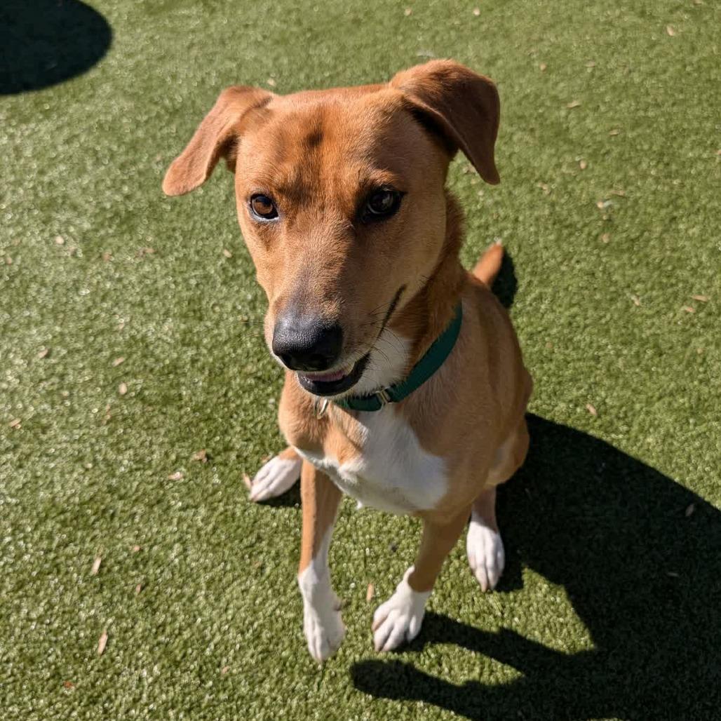 Enlarge Richie, a Adoptable Mixed Breed in Greensboro, NC image 3/5