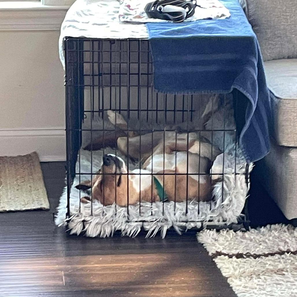 Enlarge Richie, a Adoptable Mixed Breed in Greensboro, NC image 4/5