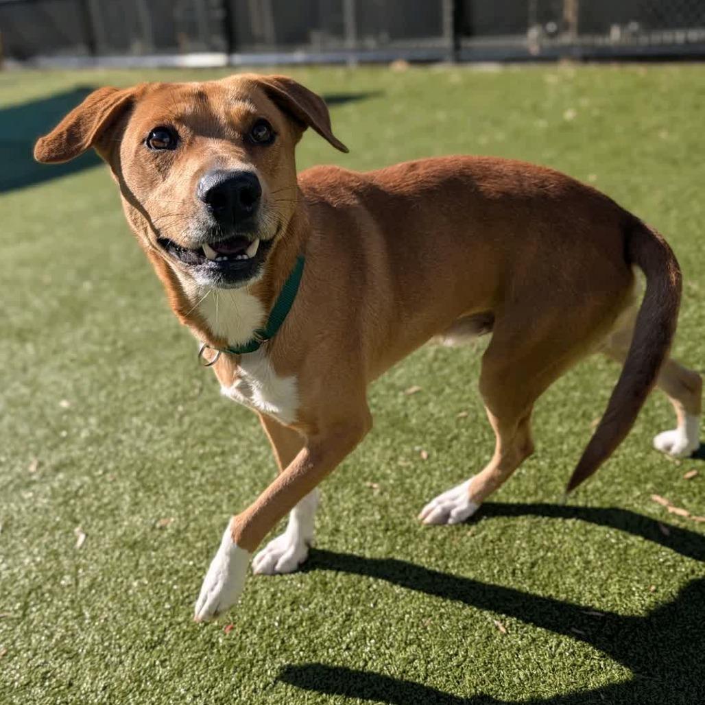 Enlarge Richie, a Adoptable Mixed Breed in Greensboro, NC image 5/5
