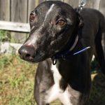 Enlarge SPARTAN SHILD, a Adoptable Greyhound in grandville, MI image 1/1