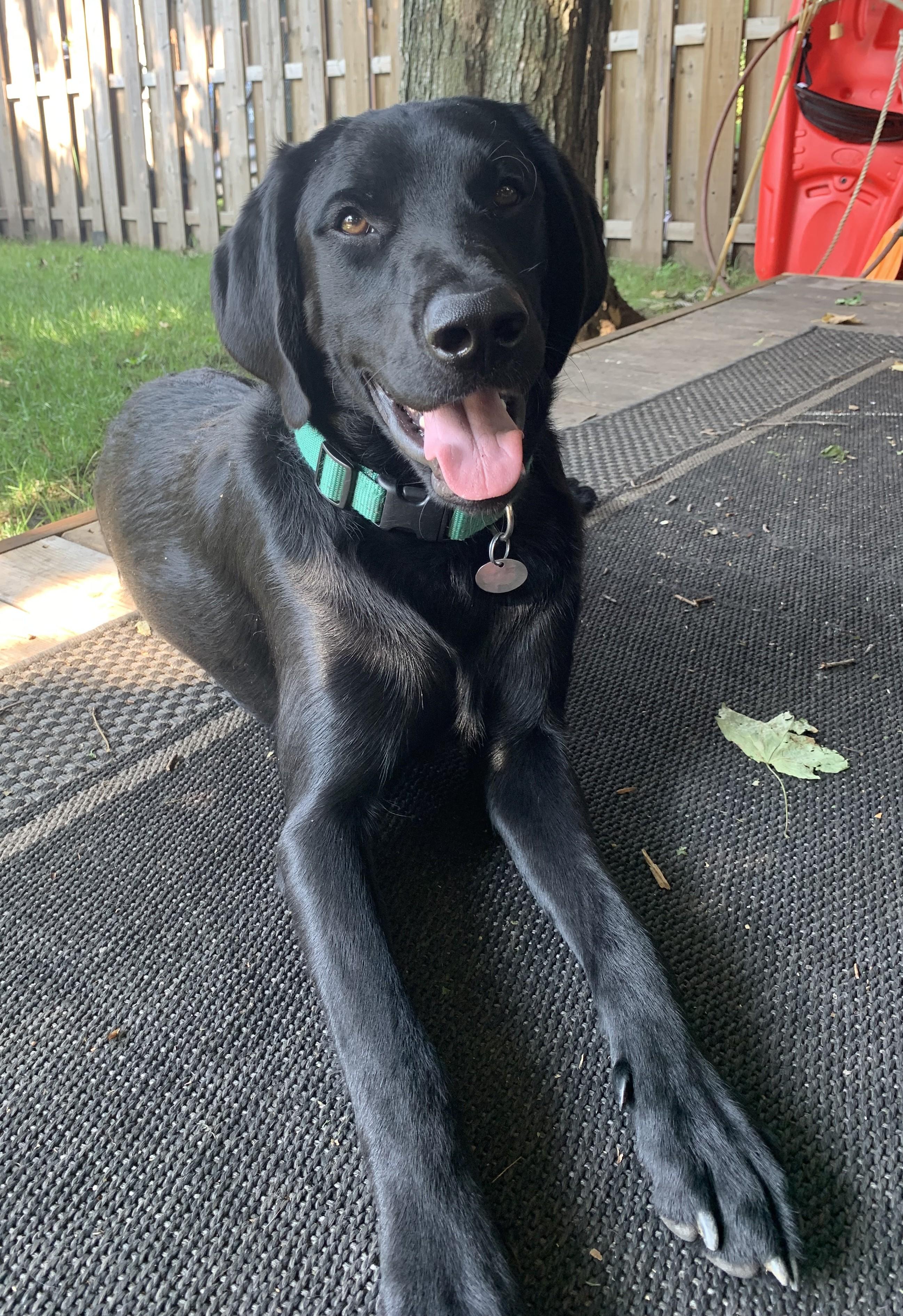 Enlarge Ozzy, a ADOPTABLE mixed breed in Rigaud, QC image 1/1