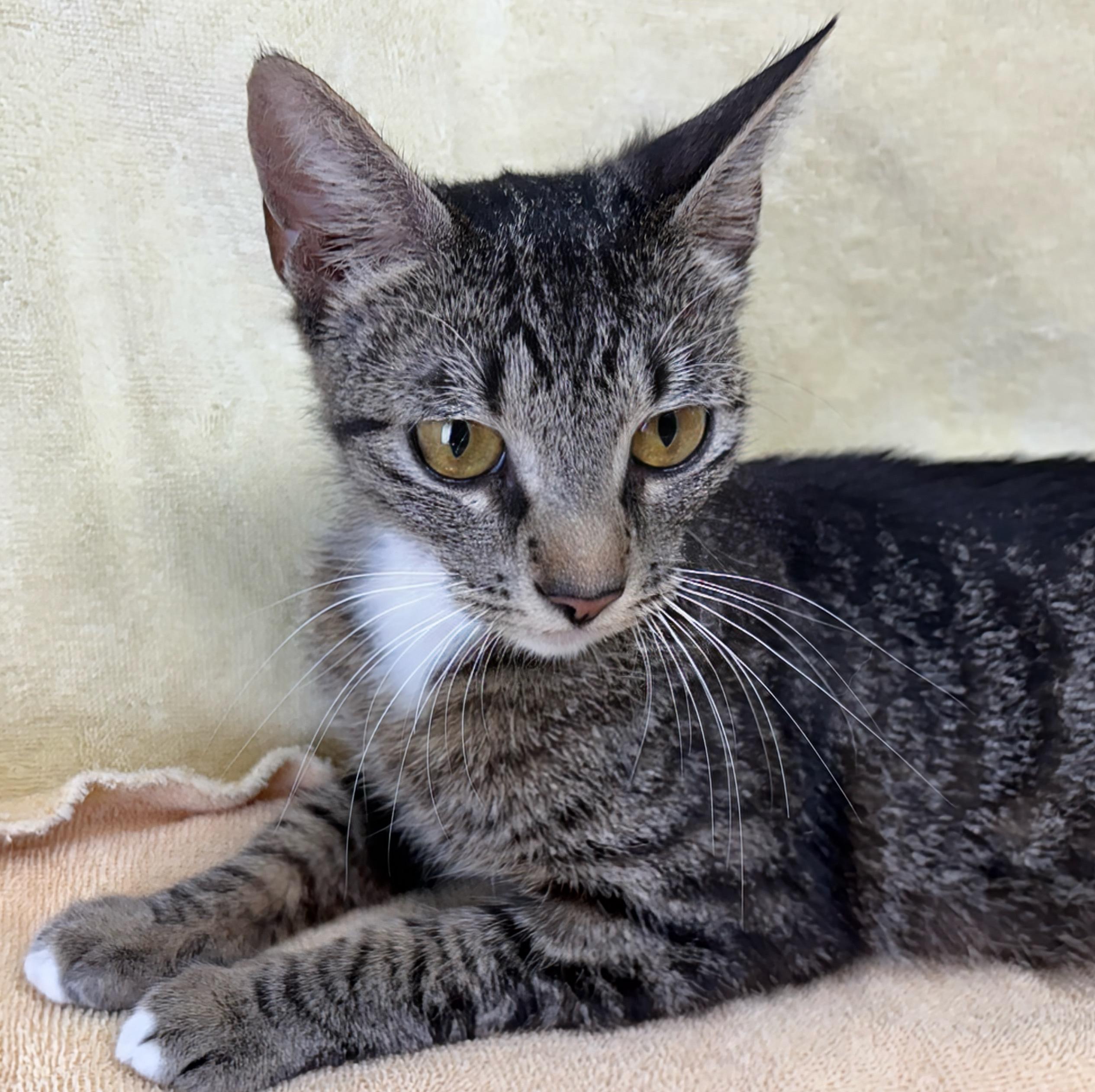 Shayla, Young Female Domestic Short Hair
