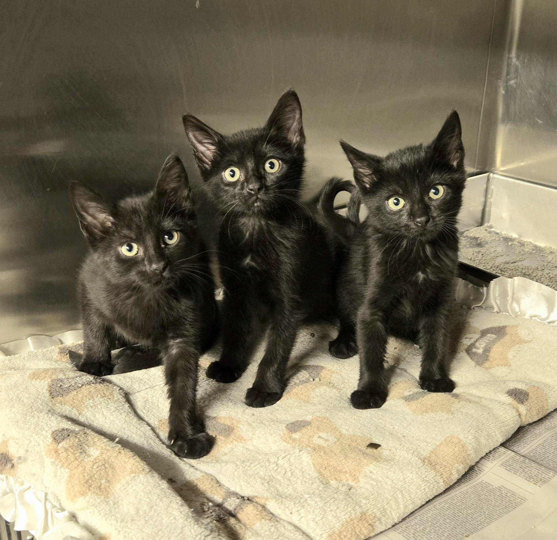 Enlarge 3 kittens, a ADOPTABLE Domestic Short Hair in Arlington Heights, IL image 1/1