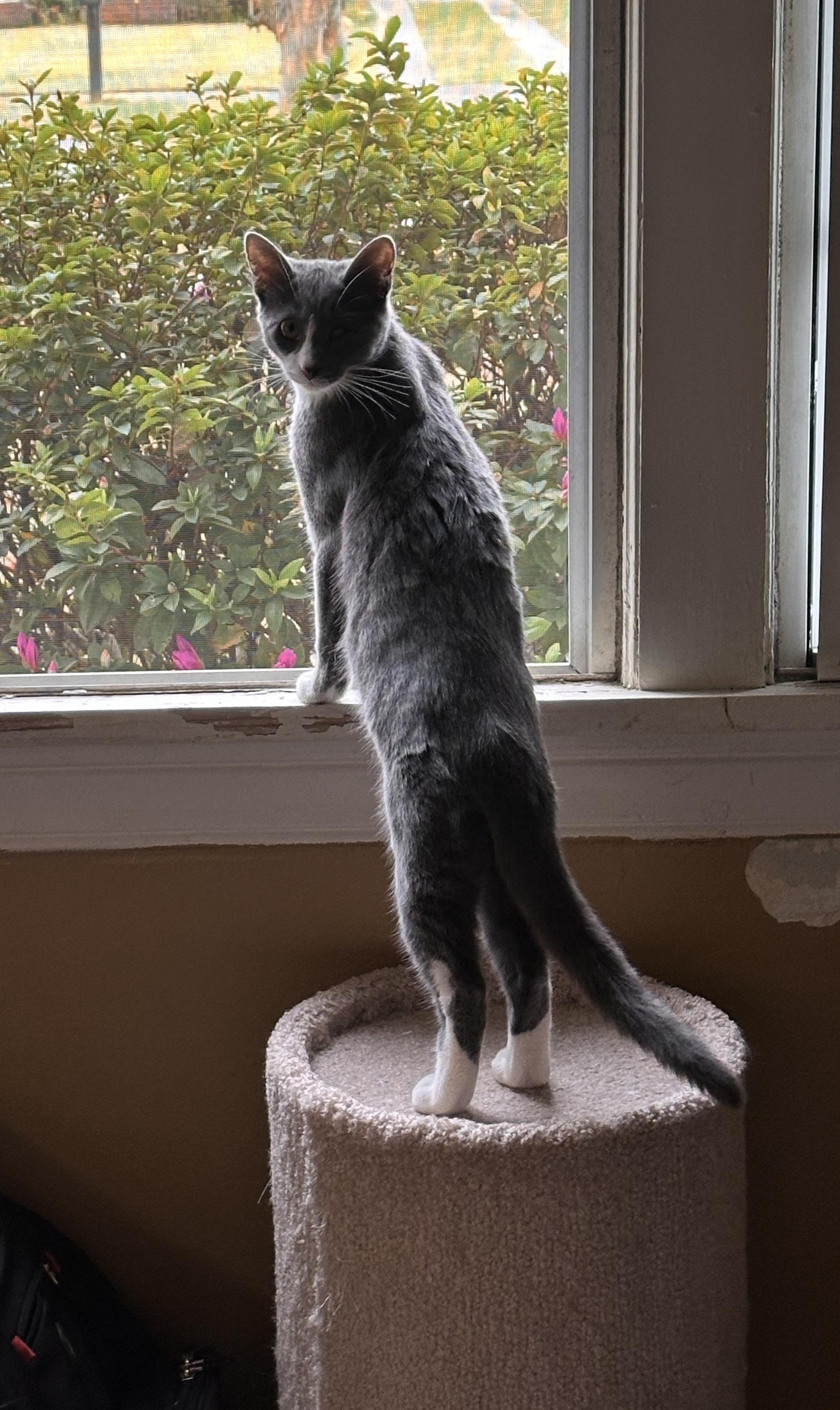 David, ADOPTABLE, Young Male Domestic Short Hair.