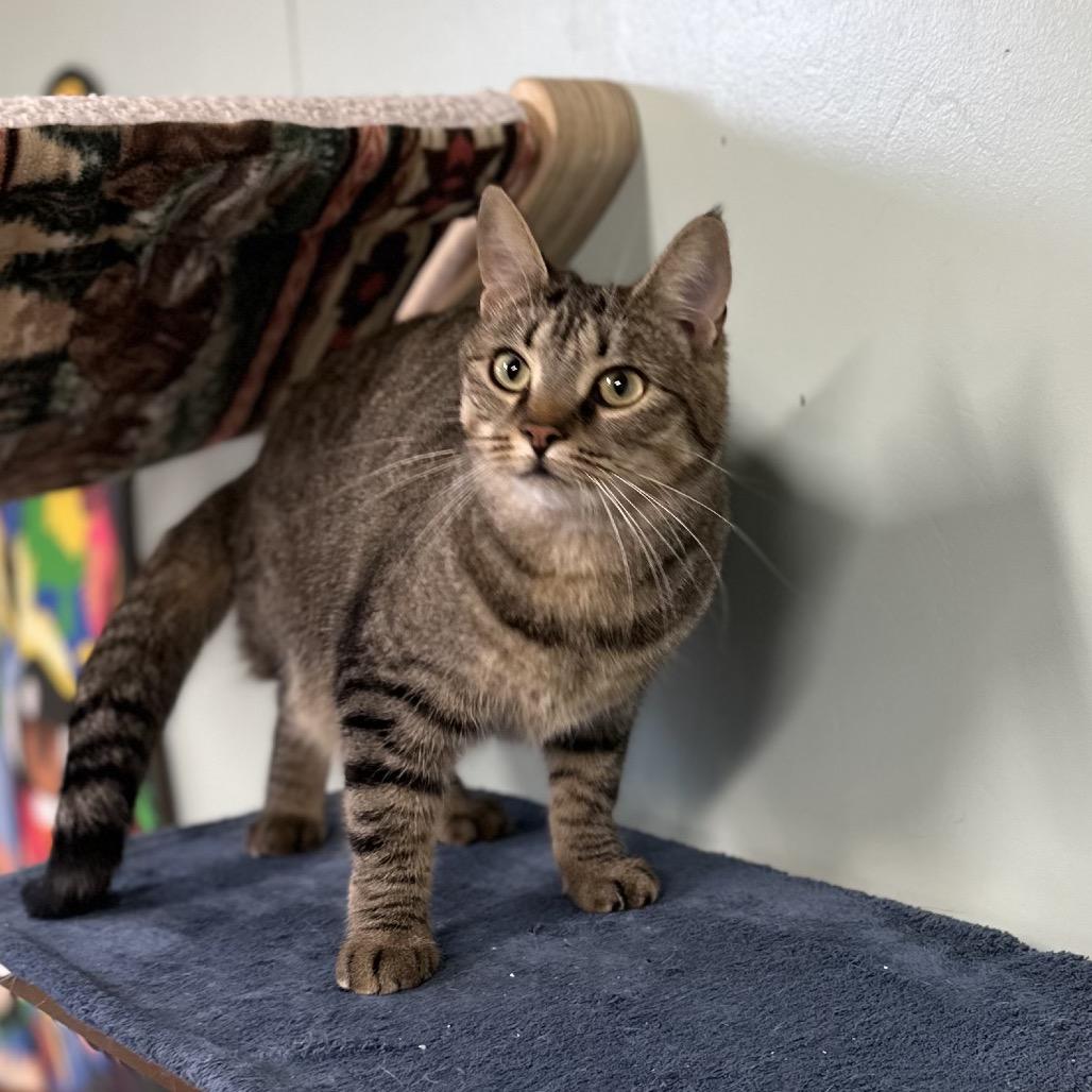 Enlarge Vallarta, a Adoptable Domestic Short Hair in Priest River, ID image 2/5