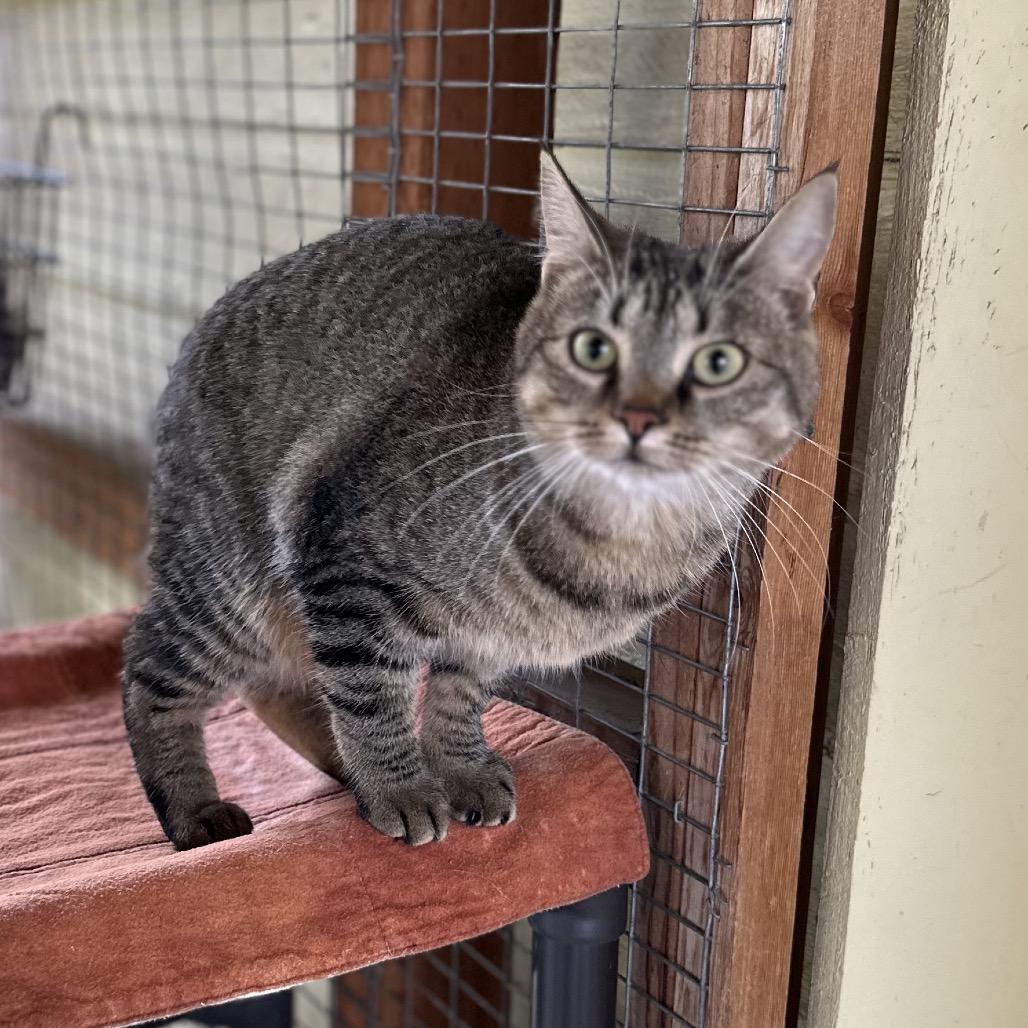 Enlarge Vallarta, a Adoptable Domestic Short Hair in Priest River, ID image 4/5
