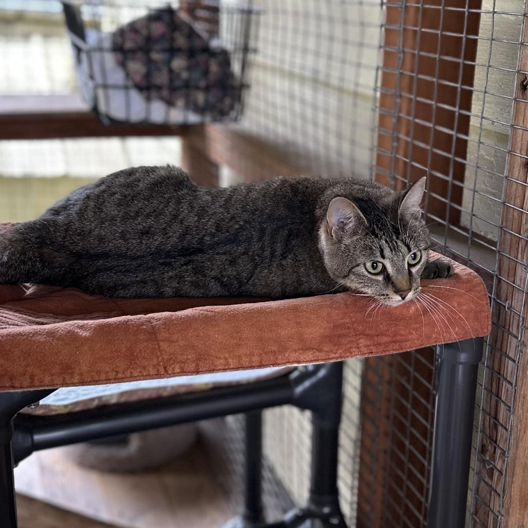 Enlarge Vallarta, a Adoptable Domestic Short Hair in Priest River, ID image 5/5
