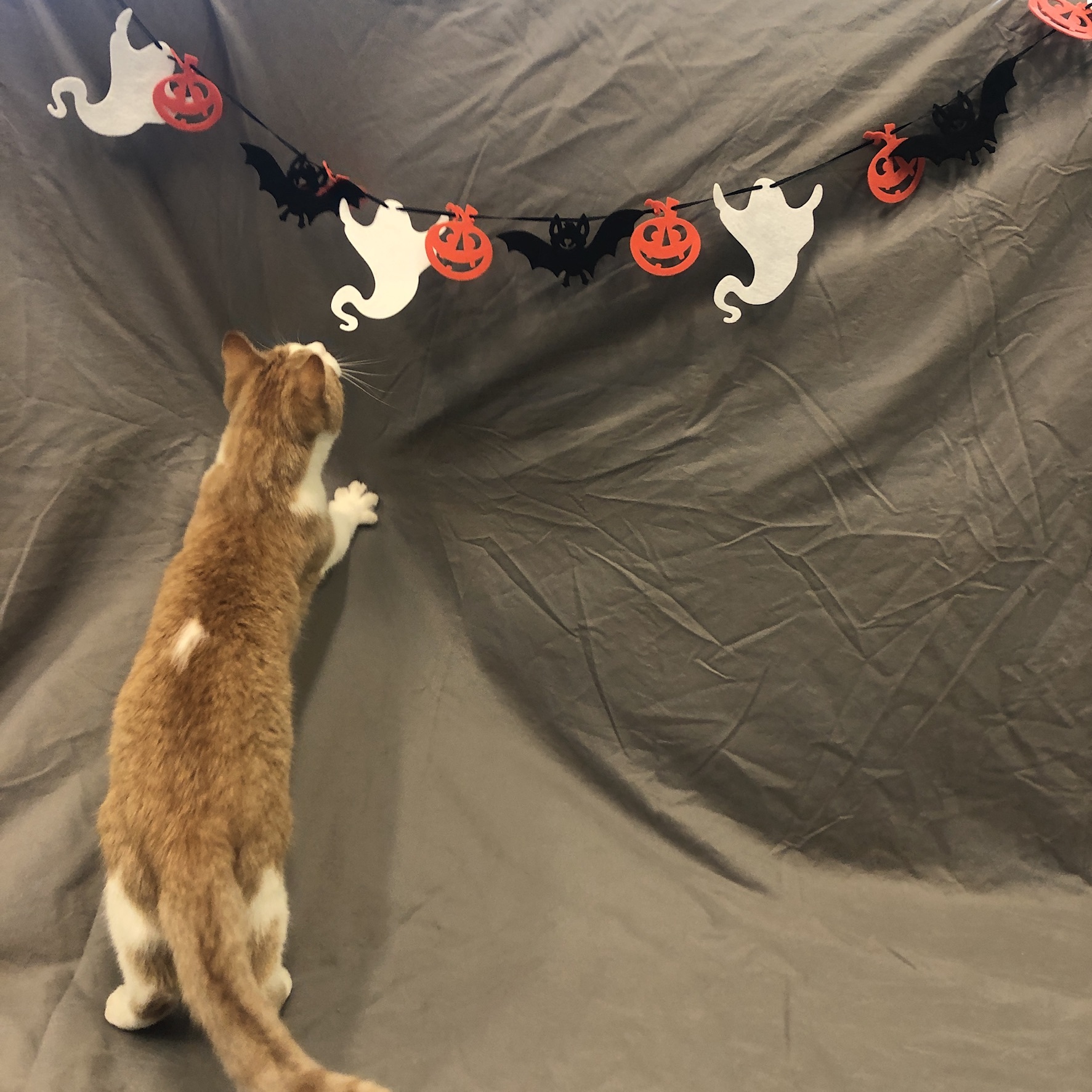 Professor Farnsworth, a Adoptable mixed breed in Chicago, IL image 1/6