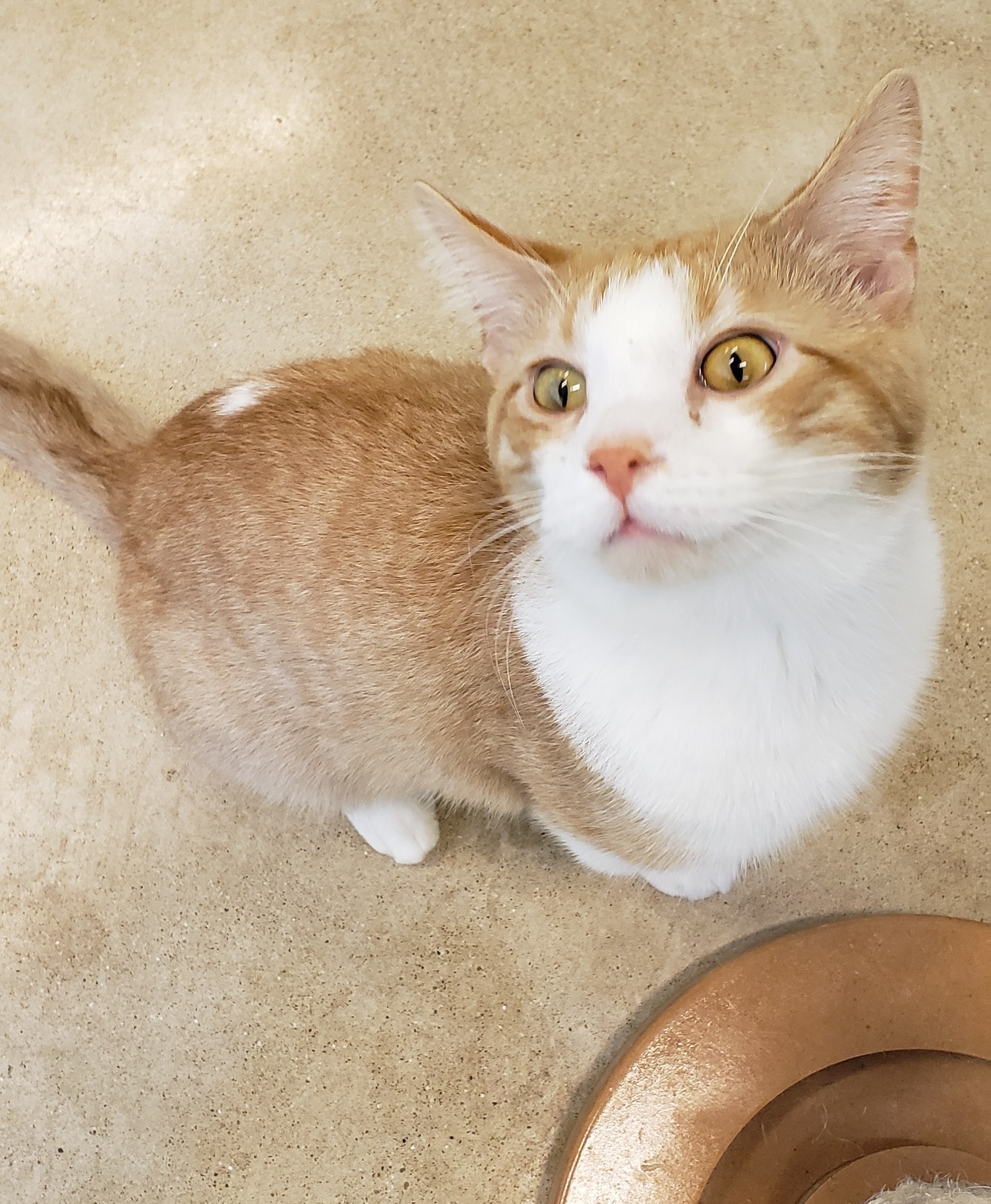 Professor Farnsworth, a Adoptable mixed breed in Chicago, IL image 2/6