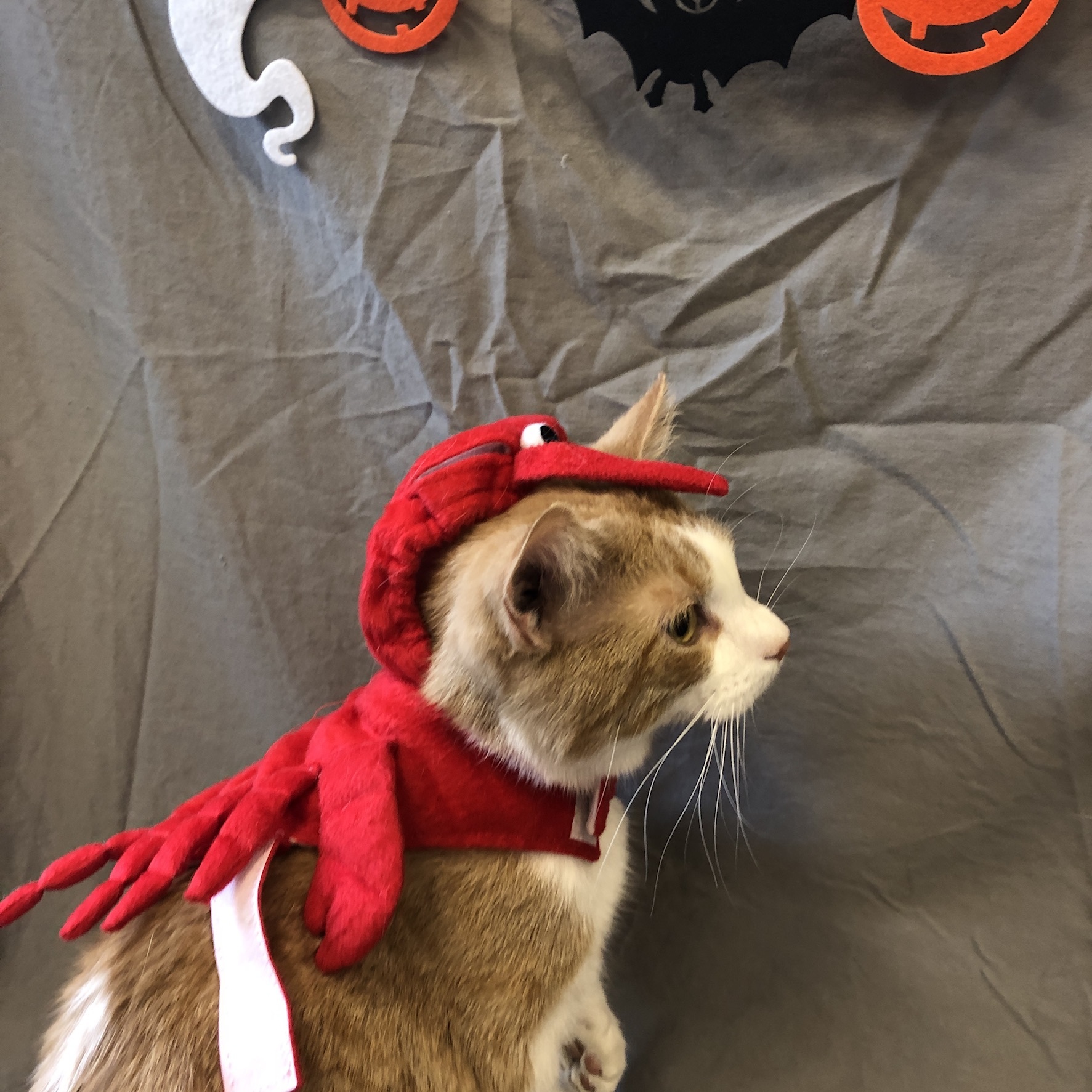 Professor Farnsworth, a Adoptable mixed breed in Chicago, IL image 3/6