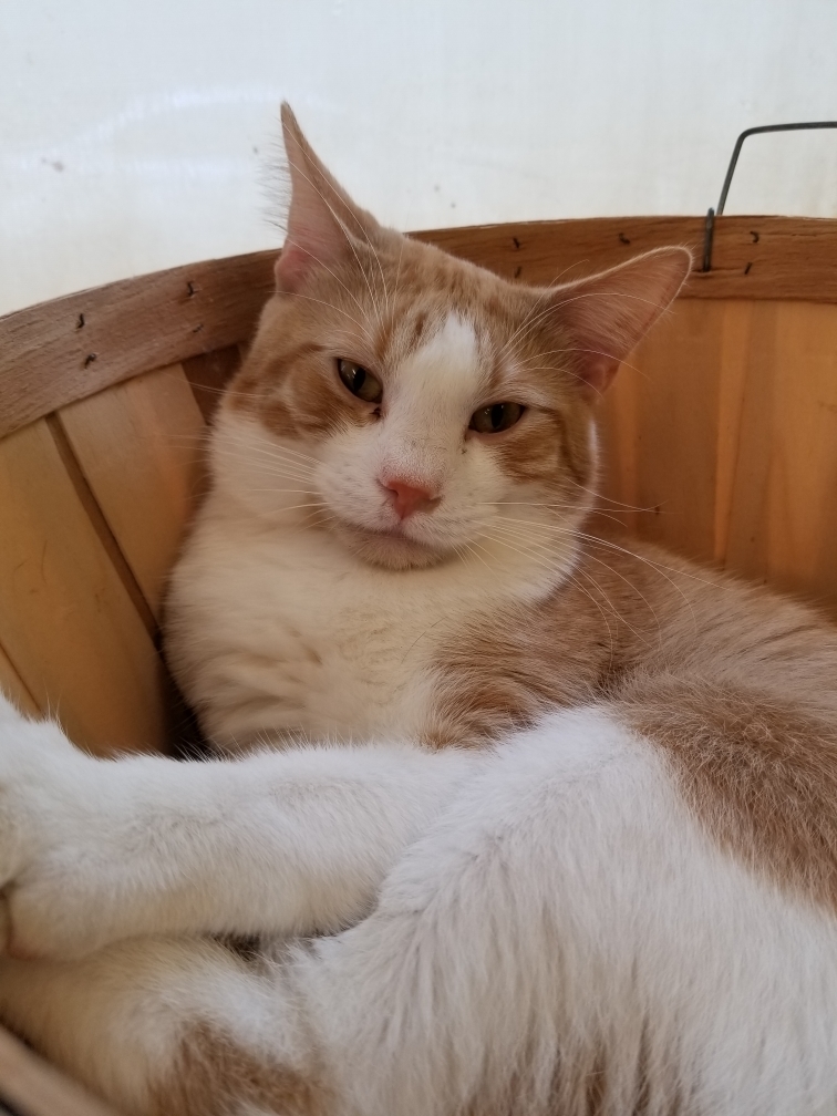 Professor Farnsworth, a Adoptable mixed breed in Chicago, IL image 4/6