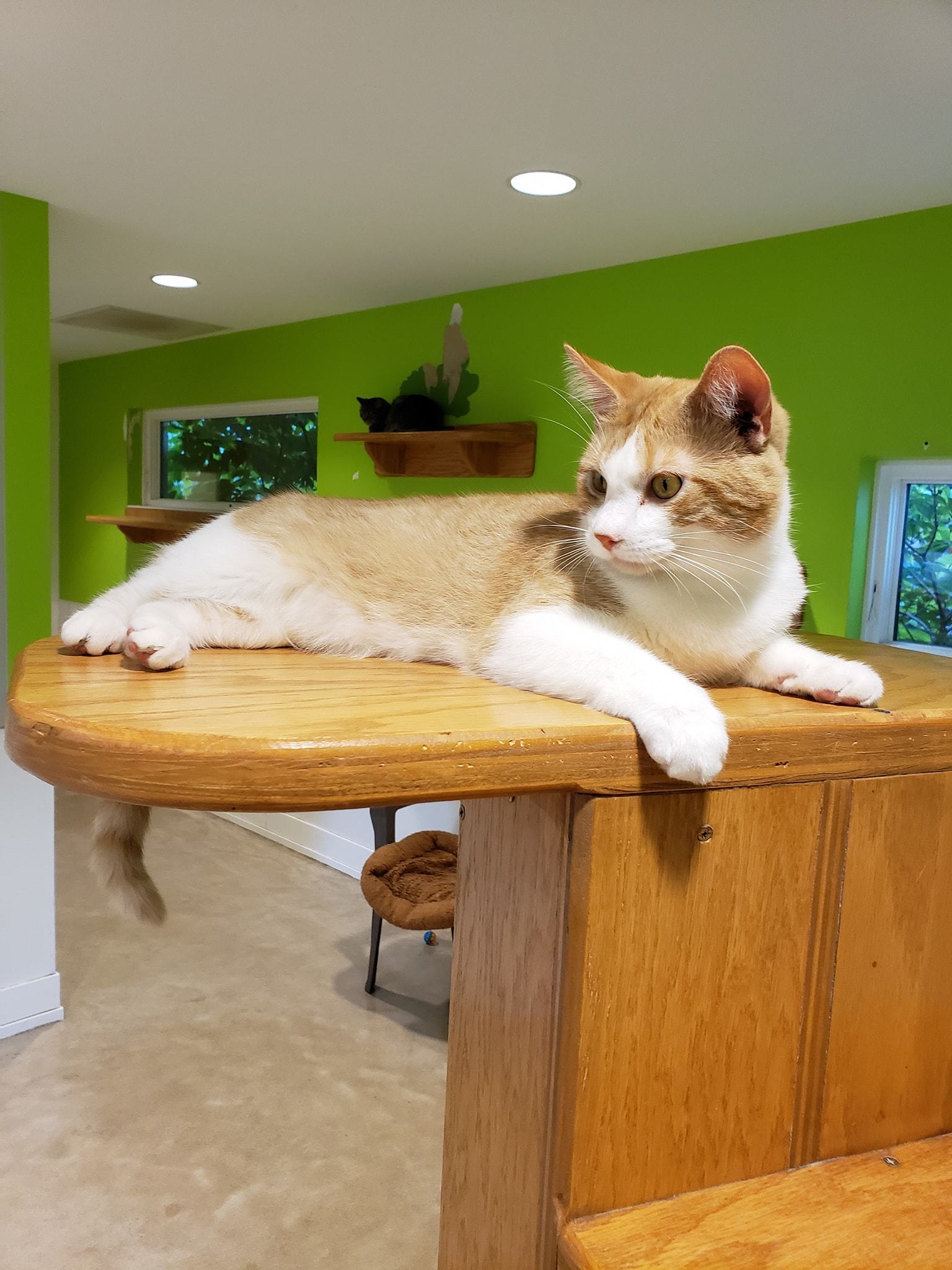 Professor Farnsworth, a Adoptable mixed breed in Chicago, IL image 5/6