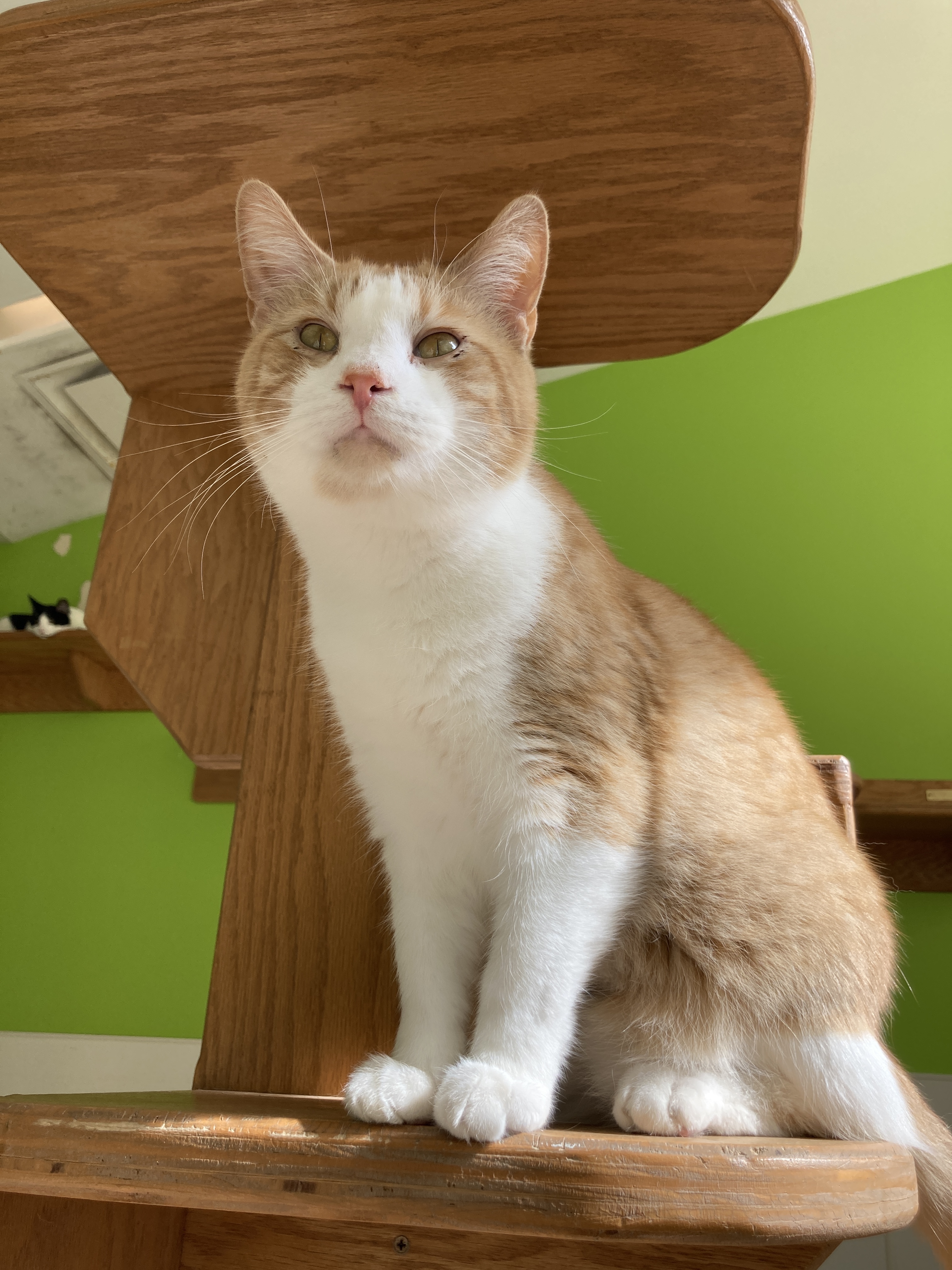 Professor Farnsworth, a Adoptable mixed breed in Chicago, IL image 6/6