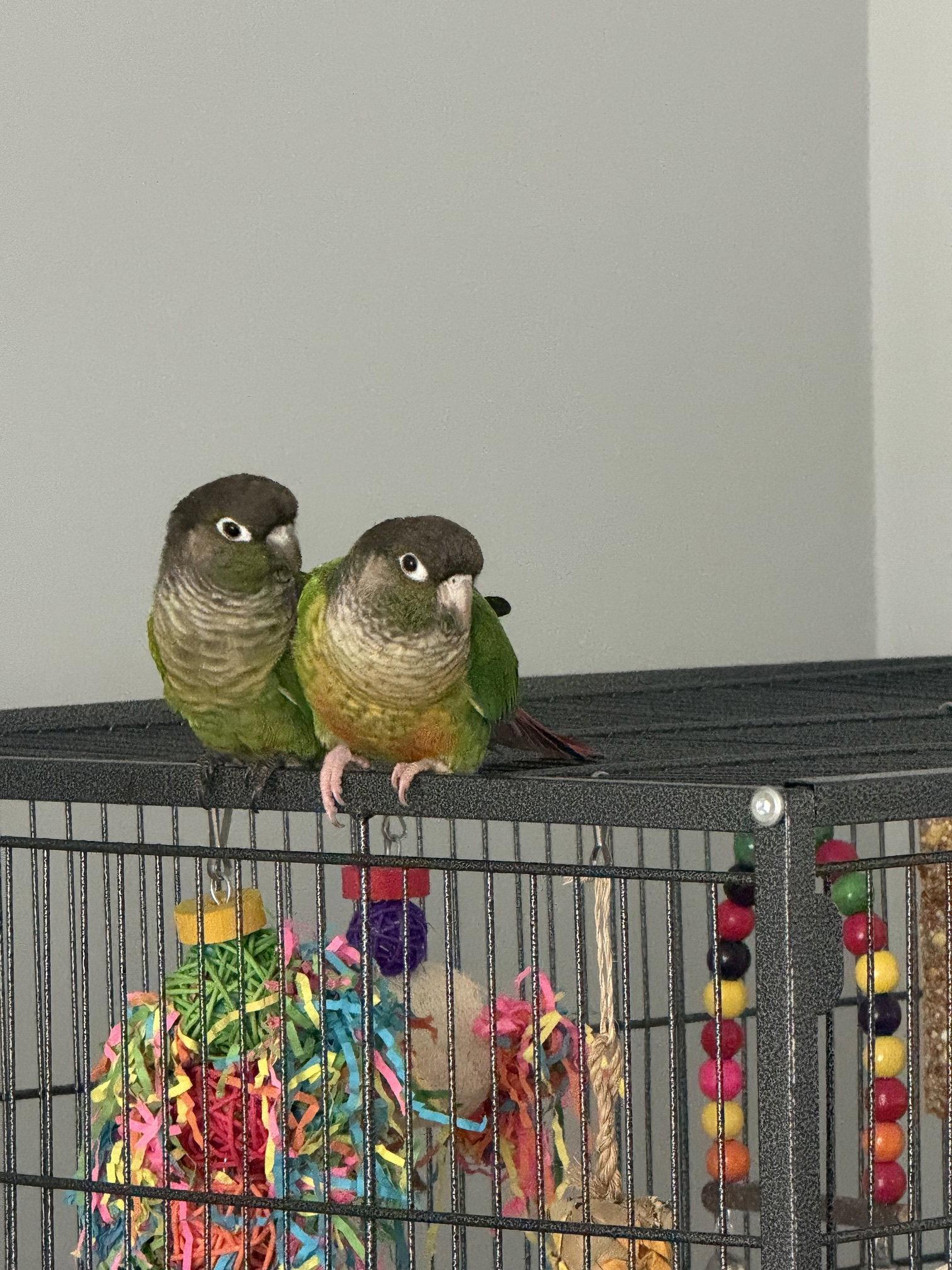 Blackie & Little, Adoptable, Young Male Conure.