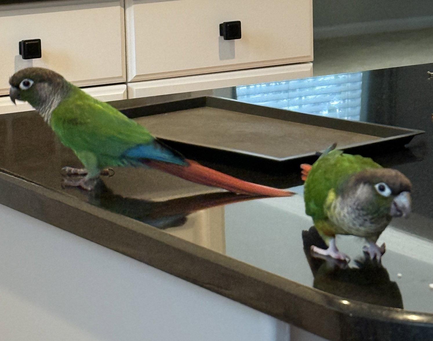 Enlarge Blackie & Little, a Adoptable Conure in Belford, NJ image 2/3