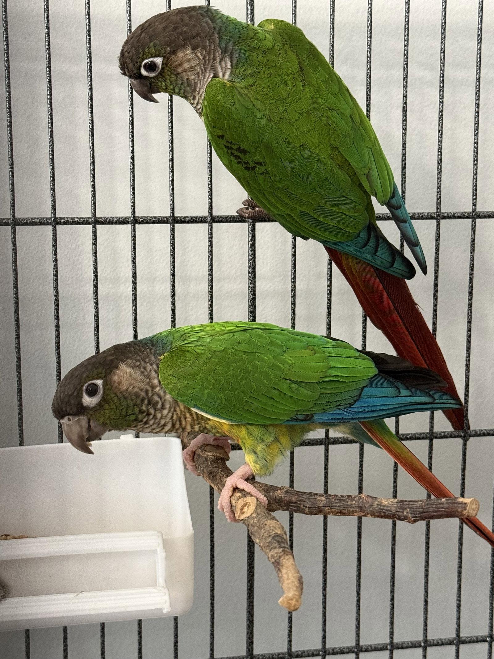 Enlarge Blackie & Little, a Adoptable Conure in Belford, NJ image 3/3