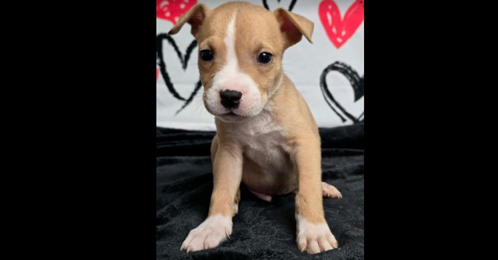 Mercury, Adoptable, Puppy Male American Bulldog.