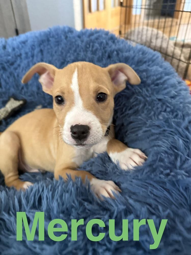 Mercury, a Adoptable American Bulldog in Aurora, CO image 4/5