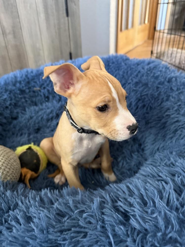 Mercury, a Adoptable American Bulldog in Aurora, CO image 5/5
