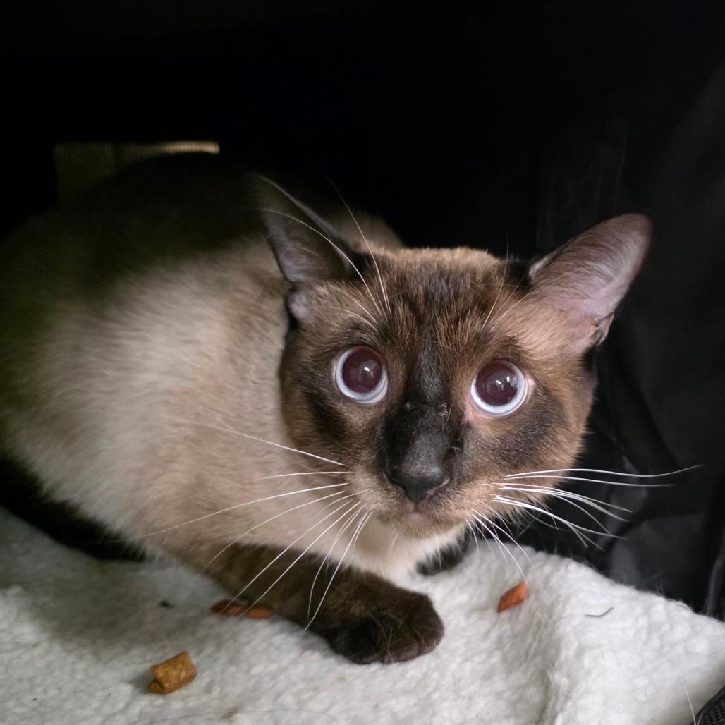 Rigby, Adoptable, Young Male Siamese.
